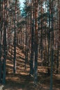 Beautiful pine tree forest with sunshine coming through the trees Royalty Free Stock Photo