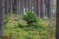 Beautiful pine tree growing in the middle of larger and older trees in forest