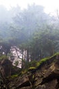 Beautiful pine tree on a mountainous mountain covered with fog. Bottom view. Royalty Free Stock Photo