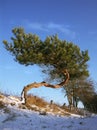Beautiful pine tree - natural bonsai