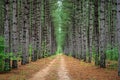 Beautiful pine tree plantation in Michigan.