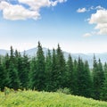 Beautiful pine trees Royalty Free Stock Photo