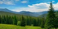 Beautiful pine trees on background high mountains.