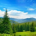 Beautiful pine trees on background high mountains.