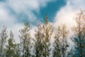 Beautiful pine trees on background ,Row of pine trees with sky and Beautiful green pine trees Royalty Free Stock Photo