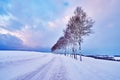 Beautiful Pine trees near `Seven star no ki` along the patchwork road in winter at Biei city