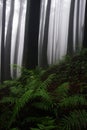 beautiful pine woodland (coniferous forest) of lepcha jagat, slopes of himalaya mountain foothills Royalty Free Stock Photo