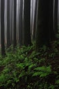 beautiful pine woodland (coniferous forest) of lepcha jagat, slopes of himalaya mountain foothills