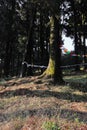 beautiful pine woodland (coniferous forest) of lepcha jagat, slopes of himalaya mountain foothills Royalty Free Stock Photo