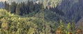 beautiful pine woodland (coniferous forest) of lepcha jagat, slopes of himalaya mountain foothills Royalty Free Stock Photo