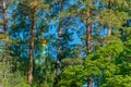 Beautiful pines of Valaam, hiding the shrines from prying eyes. According to legend, Valaam is unavailable to unbelievers