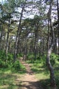 Beautiful pinetree forest