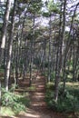 Beautiful pinewoods in a forest