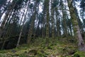 Beautiful pinetrees in the forest in spring in Belgium