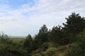 Beautiful pinewood forest at autumn