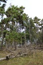 Beautiful pinewood forest at autumn