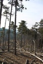 Beautiful pinewood forest in Hungary