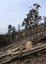 Beautiful pinewood forest in Hungary