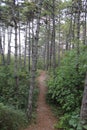 Beautiful pinewood forest
