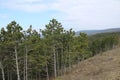 Beautiful pinewoods in a forest