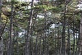 Beautiful pinewoods in a forest