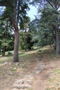 Beautiful pinewoods in a garden Royalty Free Stock Photo