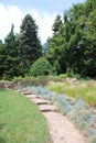 Beautiful pinewoods in a garden Royalty Free Stock Photo