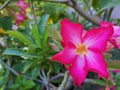 A beautiful pink Adenium close up in tropical style garden