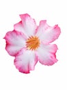 beautiful pink Adenium flower isolated on white background Royalty Free Stock Photo