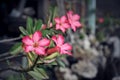 Beautiful pink Adenium flowers