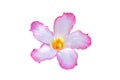 Pink adenium obesum flower on white background Royalty Free Stock Photo
