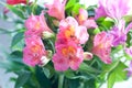 Beautiful pink alstroemeria flower background. Alstroemeria flower colorful. Close-up