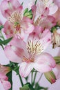 Beautiful pink alstroemeria flowers and green leaves, close up Royalty Free Stock Photo