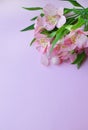 Beautiful pink alstroemeria flowers and semi-precious stones rose quartz lie on a pink background. Copy space