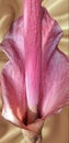 beautiful pink amorphophallus flower on a golden background