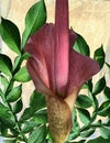 beautiful pink amorphophallus flower with green leaves in the garden