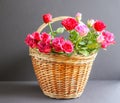 Beautiful pink andred roses in a basket. Royalty Free Stock Photo