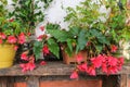 Beautiful pink Angel Wing Begonia flowers in pots