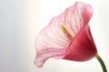 Beautiful pink anthurium flower on white background, closeup Royalty Free Stock Photo