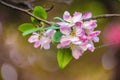 Beautiful pink apple blossom flower. Soft focus.