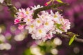 Beautiful pink apple blossom flower. Soft focus.