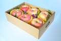 beautiful pink apple in the box on light blue background Royalty Free Stock Photo