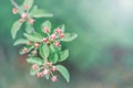 Beautiful pink apple flowers buds on tree branches Royalty Free Stock Photo