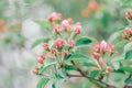 Beautiful pink apple flowers buds on tree branches Royalty Free Stock Photo