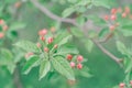 Beautiful pink apple flowers buds on tree branches Royalty Free Stock Photo