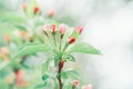 Beautiful pink apple flowers buds on tree branches Royalty Free Stock Photo