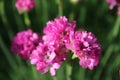 Armeria flowers in full bloom