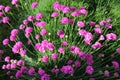 Armeria flowers in full bloom