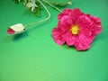 Pink artificial flower on green background