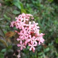 beautiful pink ashoka flowers growing in the garden of the house. Cirebon, West Java. Indonesia